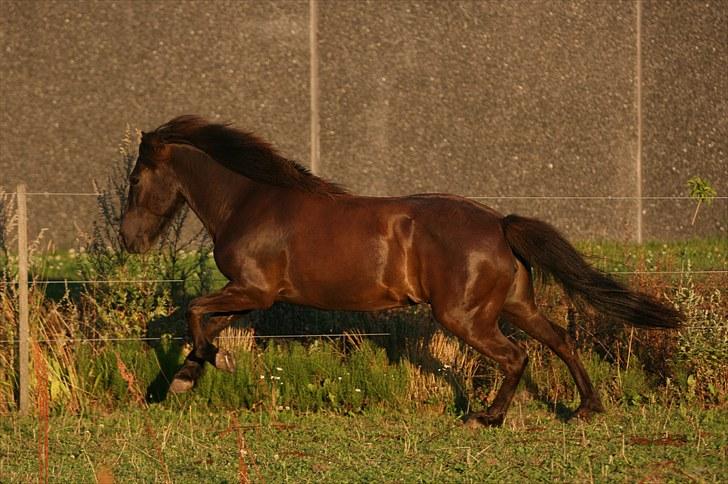 Islænder Katla fra Kastaniely - Juli 2008   Foto: Karina G Olsen billede 18