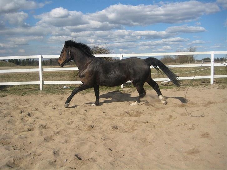 Anden særlig race Ronja - savnes )-'; - Ronja der gallopere på sandbanen!! ;D billede 16