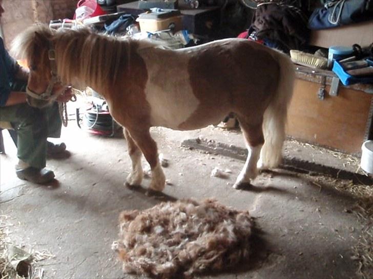 Anden særlig race Mongol (mongo) - Dejligt at komme af med al den pels billede 20