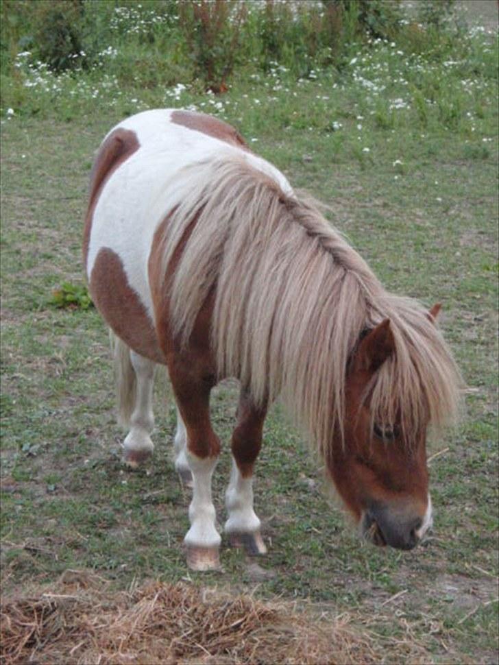 Anden særlig race Mongol (mongo) - Jeg er træt efter alt den mad.  billede 19