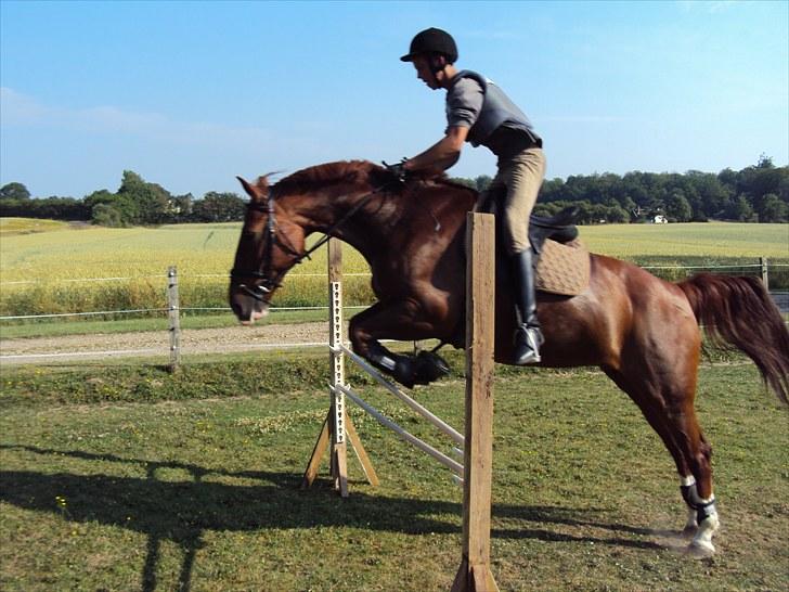 Anden særlig race polly (solgt) - ca. 1m. billede 18