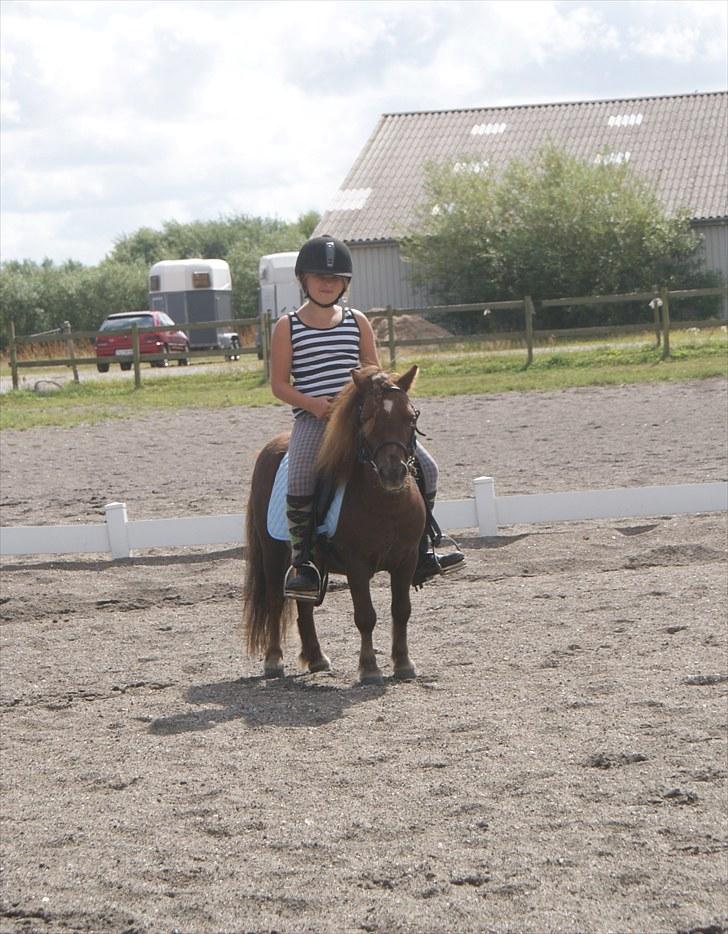 Shetlænder  Buller soglt :( billede 3