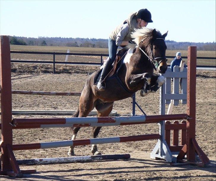 Anden særlig race *Vedhaugegårds High Five* SOLGT - Velkommen til Elvis´ profil;D D. 06/03-11 billede 1