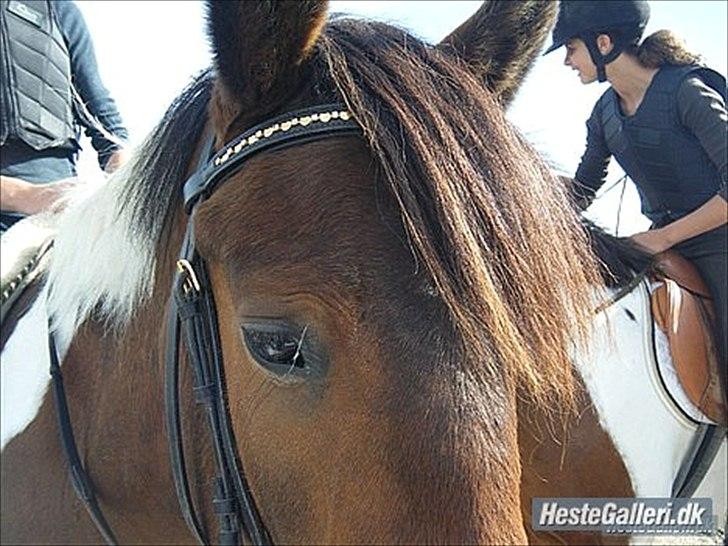 Anden særlig race *Vedhaugegårds High Five* SOLGT - Elvis(-: billede 2