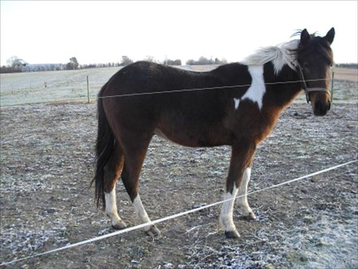 Anden særlig race *Vedhaugegårds High Five* SOLGT - vinter 2010:D billede 3