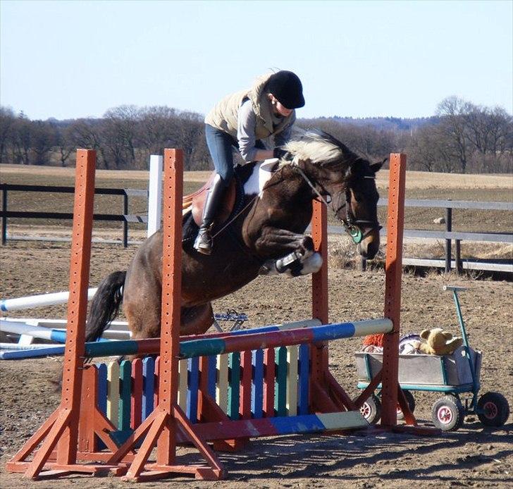 Anden særlig race *Vedhaugegårds High Five* SOLGT - KÆMPE spring! (´: billede 4