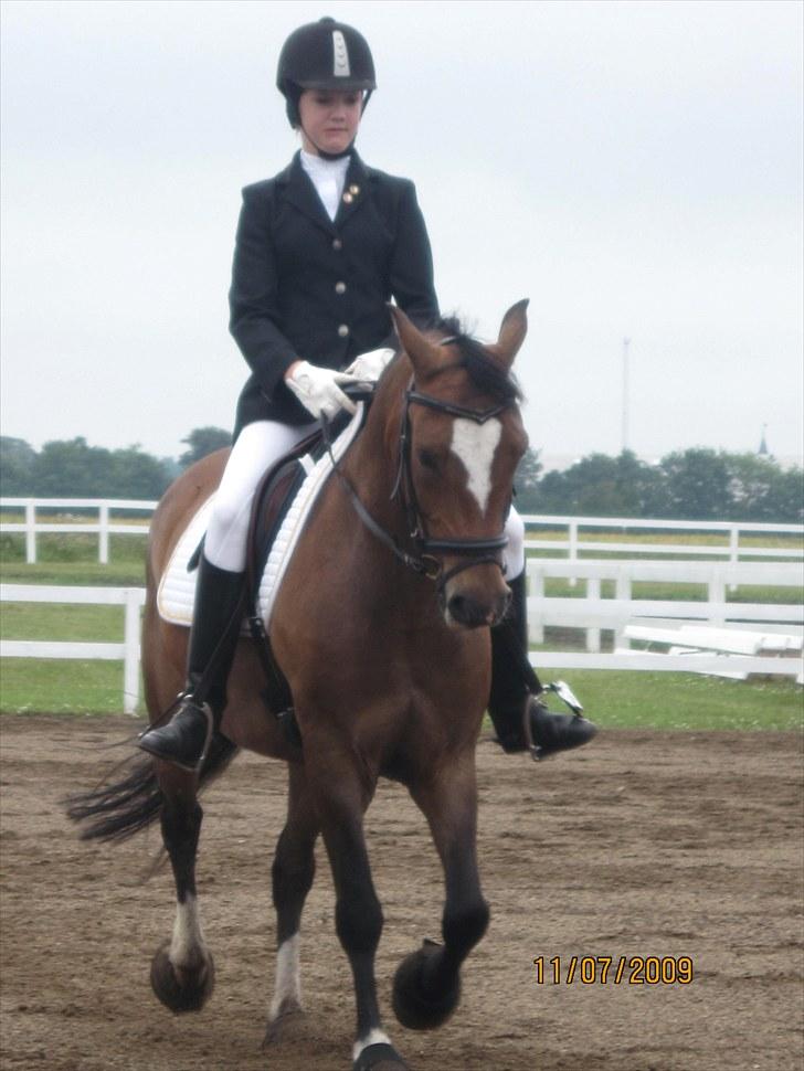 New Forest Veerdonk's Oliver billede 16