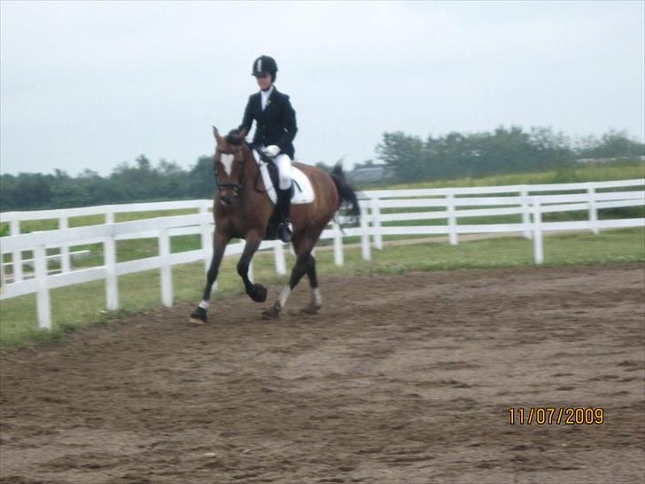 New Forest Veerdonk's Oliver - fordi jeg elsker dig Veerdonk´s Oliver! i: billede 17