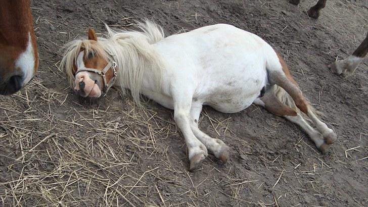 Shetlænder Balou billede 10