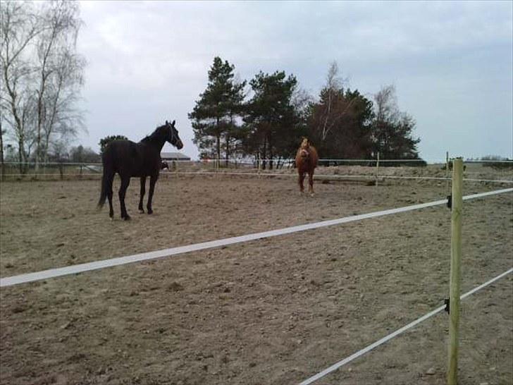 Traver Linda egely *rip* billede 11