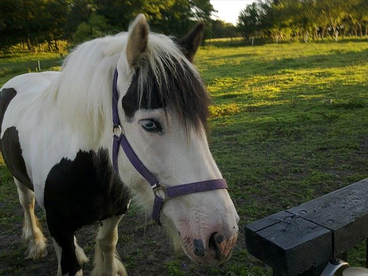 Irish Cob Willie McLeod - Smukke smukke Wildbasse.. billede 3