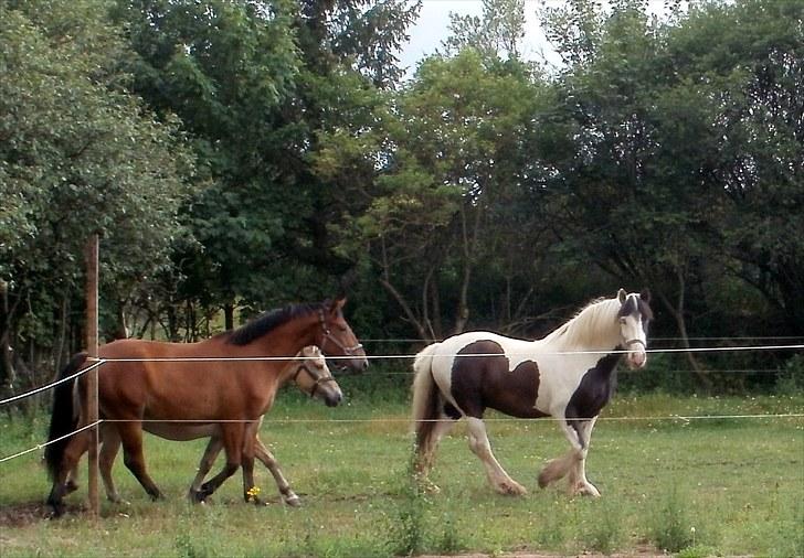 Irish Cob Willie McLeod billede 4