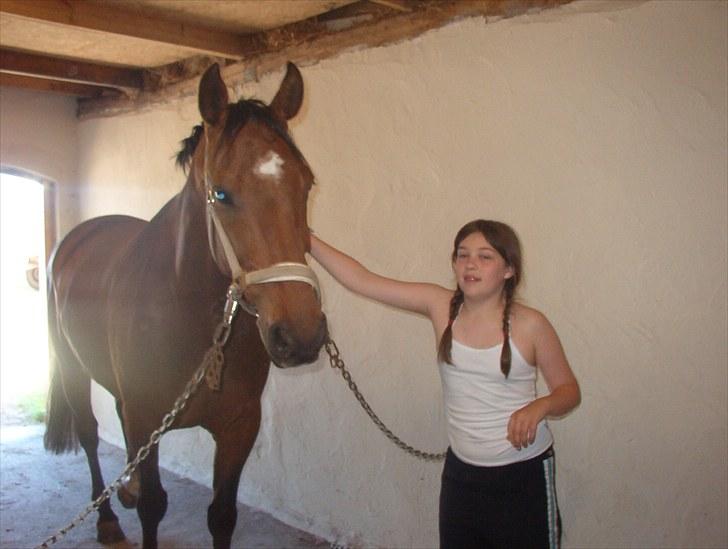 Dansk Varmblod Apollo *RIP*  - mion kusine og Apollo billede 7