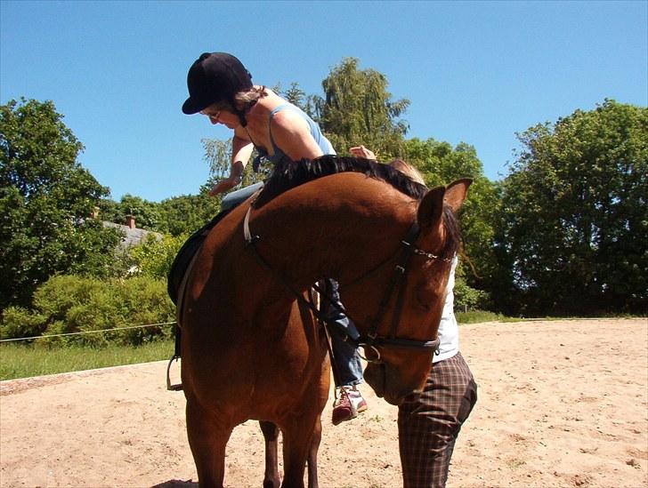 Dansk Varmblod Apollo *RIP*  - apollo der står og venter på min tante kommer op på ham (det var første gang min tante red) billede 9