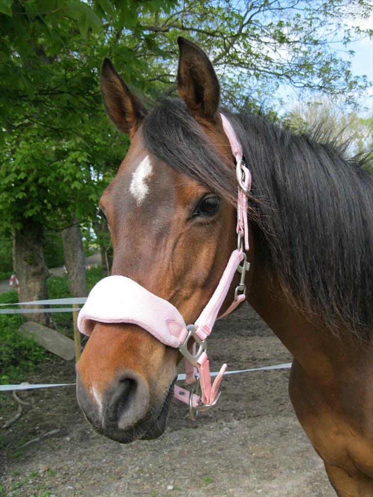 DSP Tovdal's miss DayDream - 1 ~ Tovdal´s miss DayDream billede 1