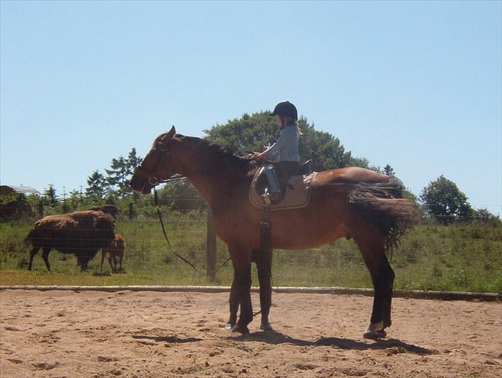 Dansk Varmblod Apollo *RIP*  billede 10