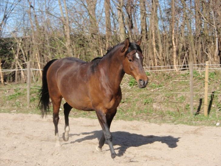 DSP Tovdal's miss DayDream - 2 ~ Så smuk billede 2