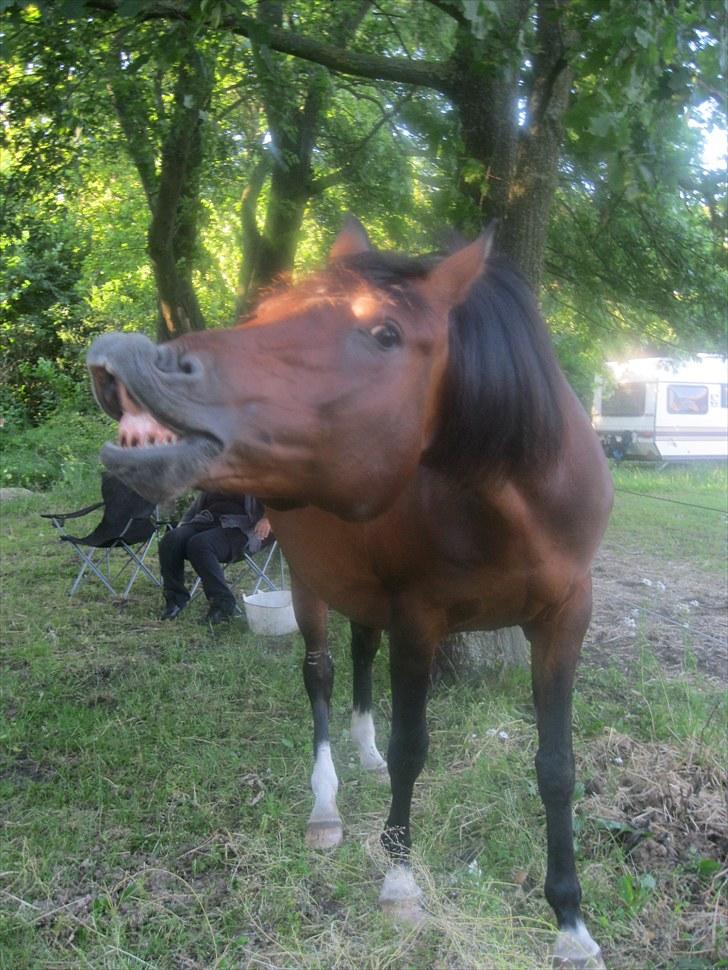 DSP Tovdal's miss DayDream - 4 ~ Haha xD billede 4