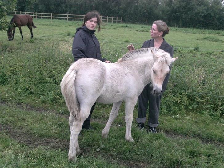 Fjordhest Nairobi billede 11