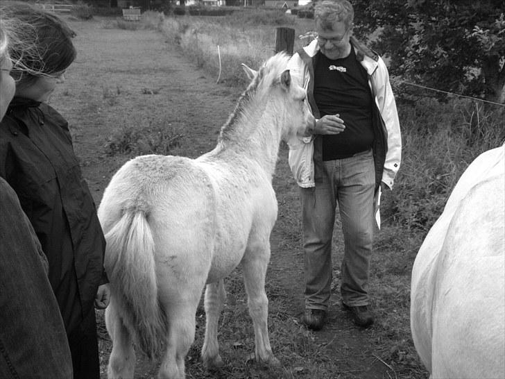 Fjordhest Nairobi billede 13