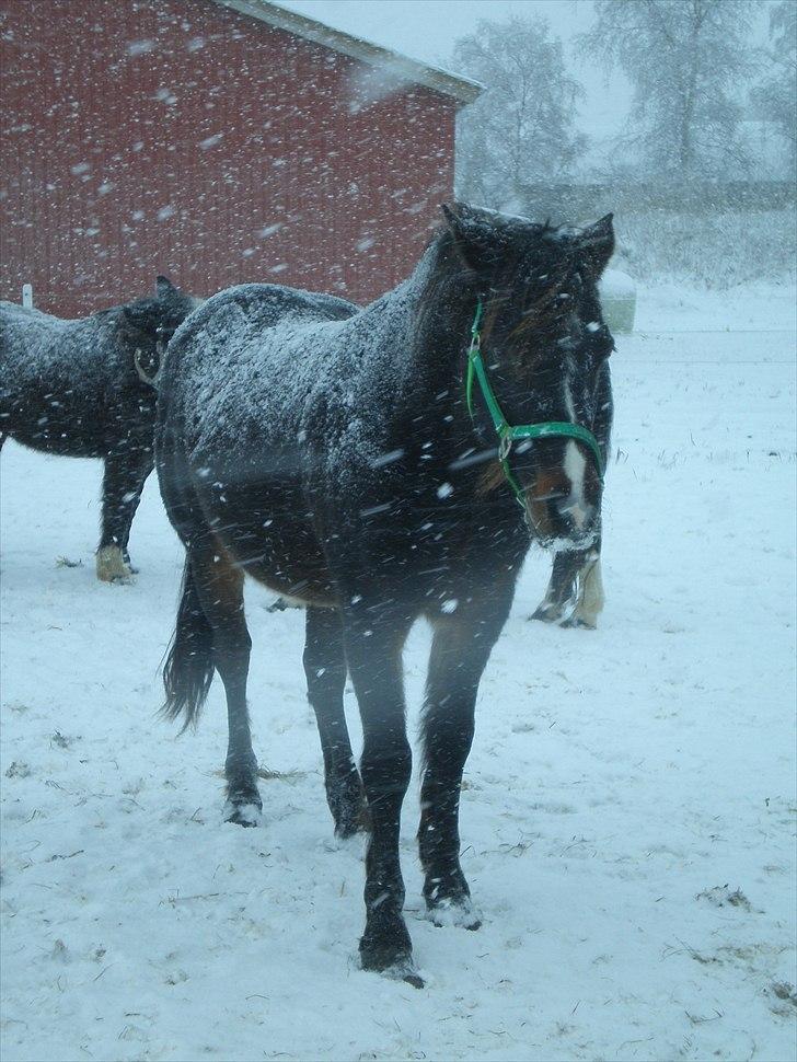 Connemara Elmely's Claudius ( Claus/ klundte)[Meget savnet] billede 20