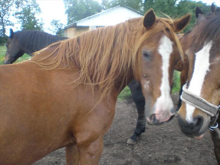 Irsk Sportspony Sweet Rosie O'Grady ( Rosie) [Savnet meget ] billede 15