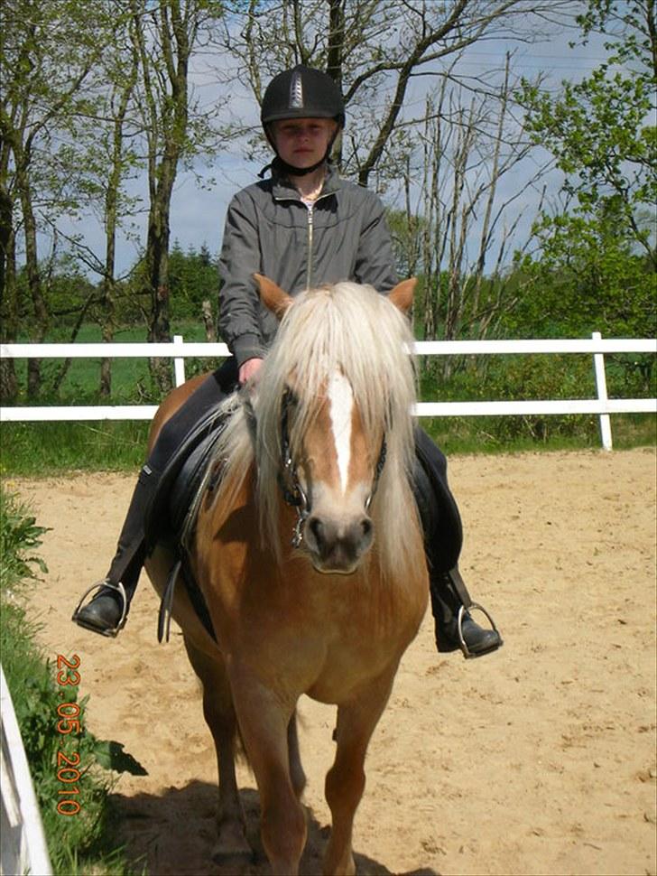 Haflinger Ginger. min gamle låne pony billede 1