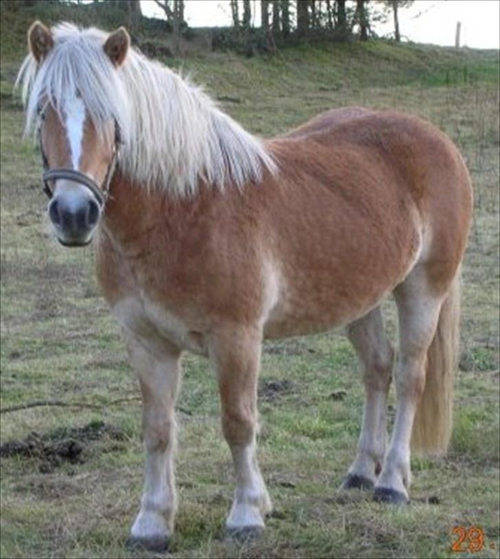 Haflinger Ginger. min gamle låne pony billede 2