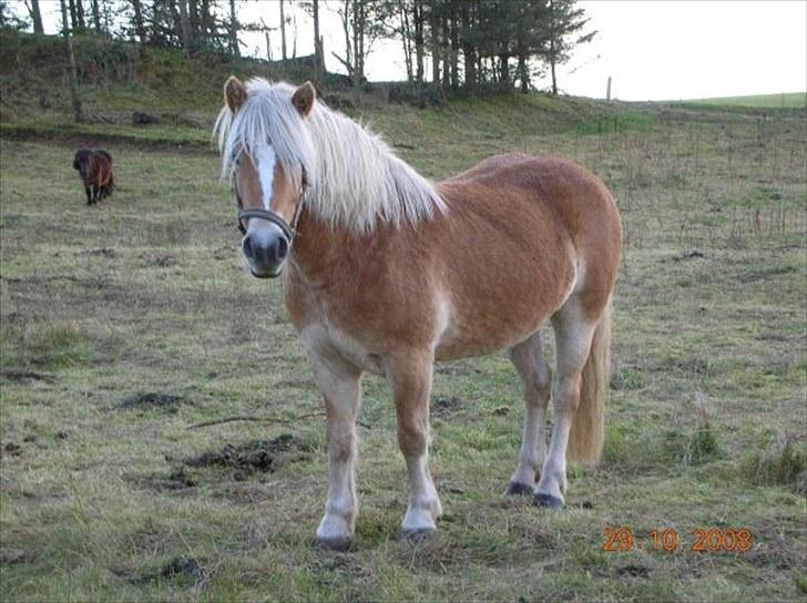 Haflinger Ginger. min gamle låne pony billede 3