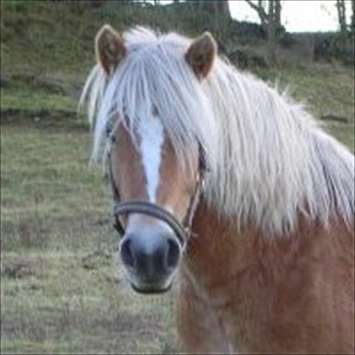 Haflinger Ginger. min gamle låne pony billede 4