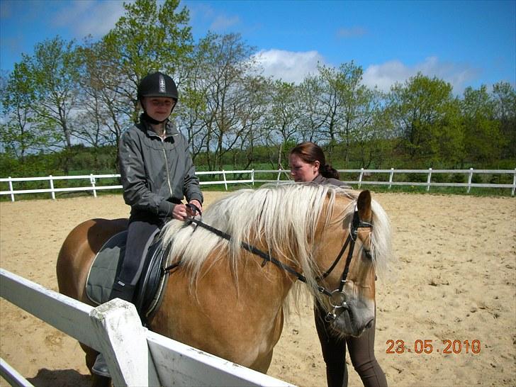 Haflinger Ginger. min gamle låne pony billede 5