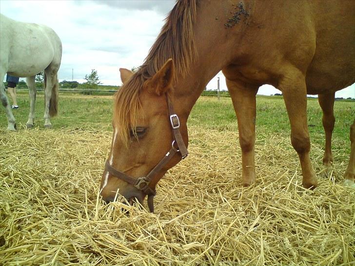 Anden særlig race Bayard billede 9