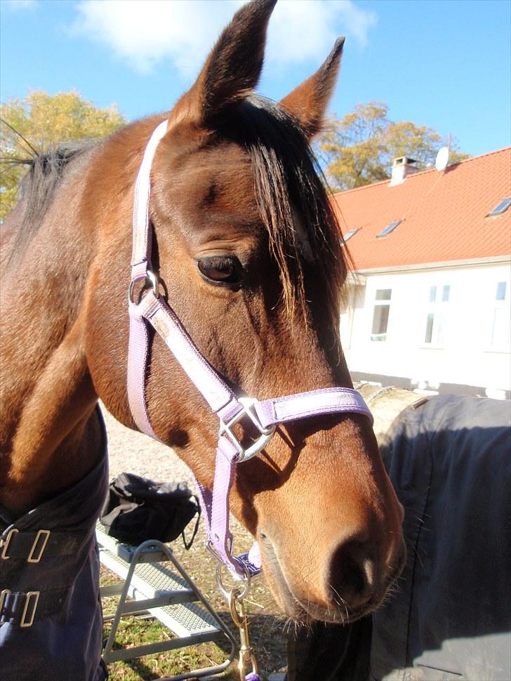 DSP Tovdal's miss DayDream - 5 ~ Skønt billede billede 5