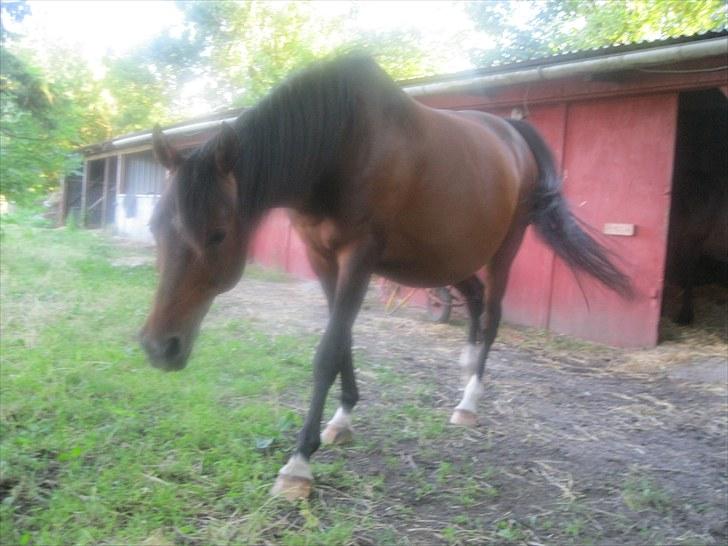 DSP Tovdal's miss DayDream - 6 ~ Meget gravid billede 6