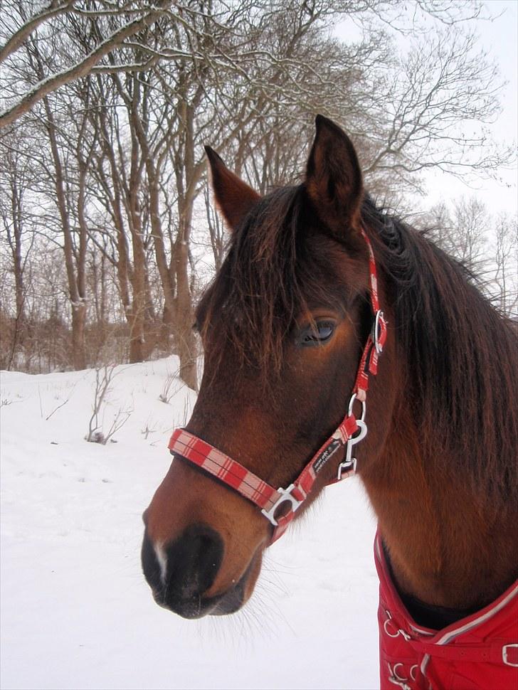 DSP Tovdal's miss DayDream - 7 ~ Dulle med meget vinter pels billede 7