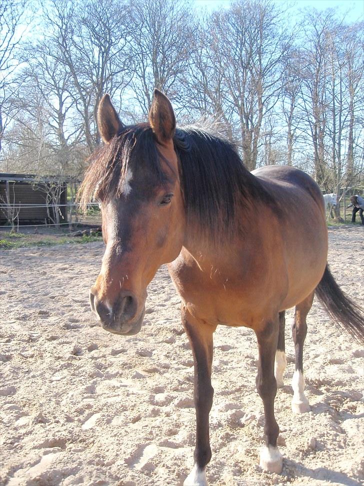 DSP Tovdal's miss DayDream - 8 ~ På banen en vinterdag billede 8