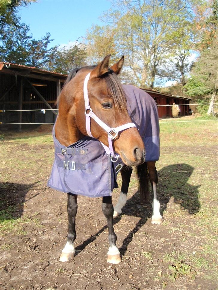 DSP Tovdal's miss DayDream - 9 ~ Nogle dage efter jeg fik hende hjem... billede 9