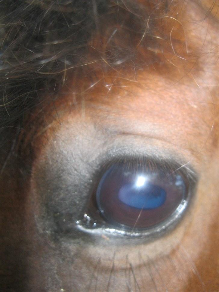 DSP Tovdal's miss DayDream - 10 ~ :) billede 10