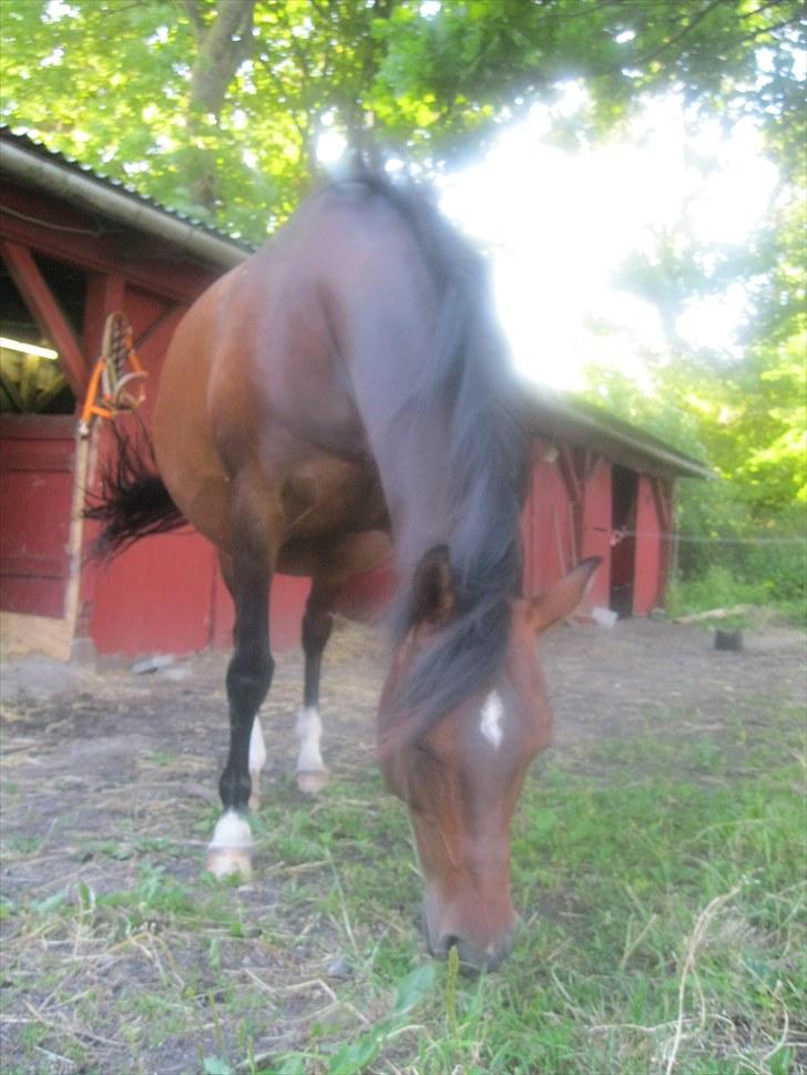 DSP Tovdal's miss DayDream - 11 ~ Her er hun meget gravid billede 11