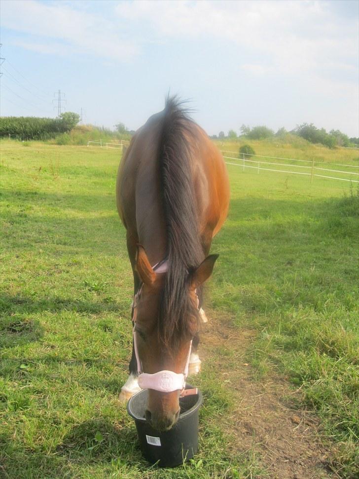 DSP Tovdal's miss DayDream - 12 ~ 4 timer før hun føder lille følle bøllen billede 12