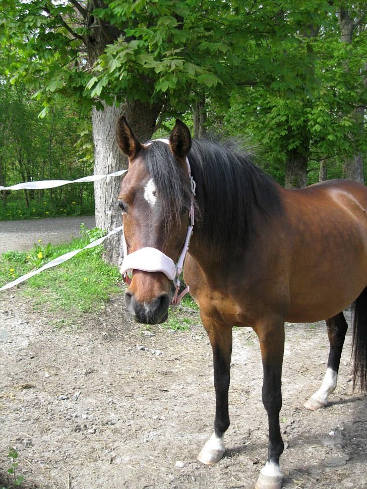 DSP Tovdal's miss DayDream - 13 ~ Hun er altså virkelig dejlig, ELSKER DIG! billede 13