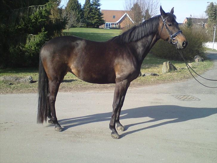 Dansk Varmblod kahlua ( R.I.P ) billede 18