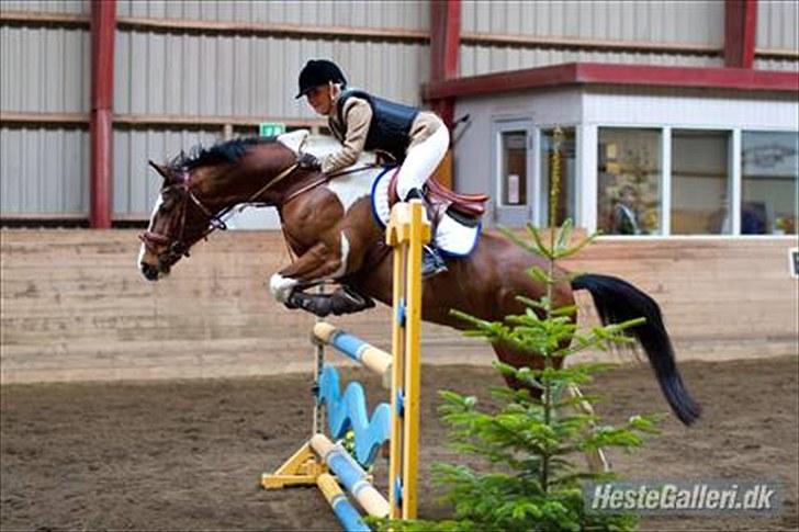 Pinto Robin  billede 18