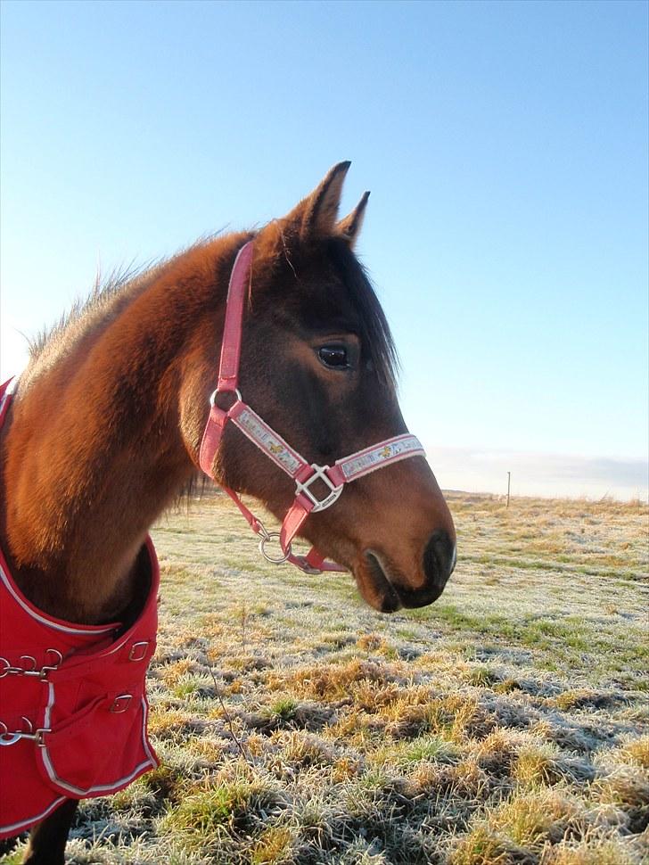 DSP Tovdal's miss DayDream - 14 ~ Deedee en frostvejrs dag billede 14