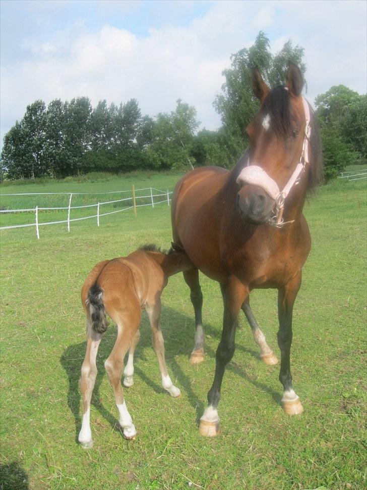 DSP Tovdal's miss DayDream - 15 ~ Deedee med sin fjerde følle... billede 15