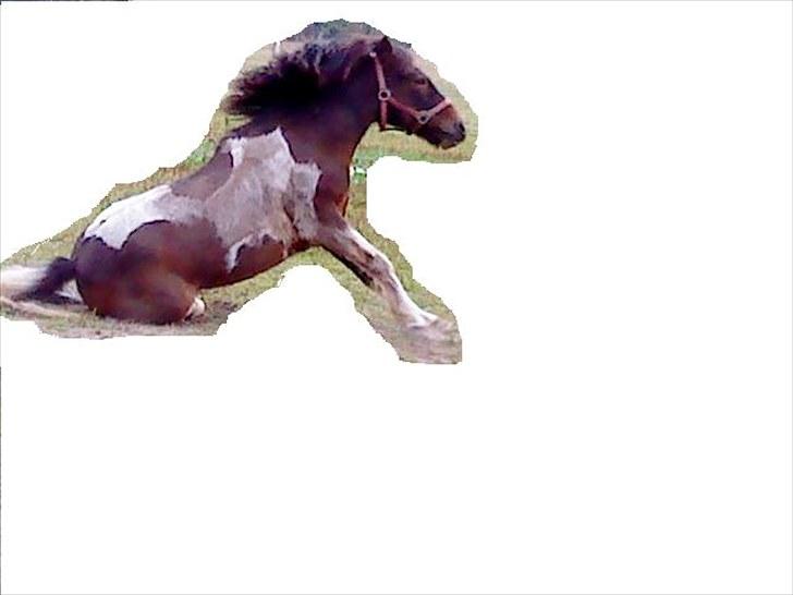 Anden særlig race Oliver Gl. Passer :-( billede 12