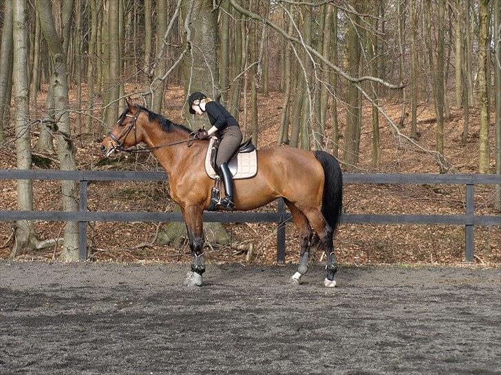 Dansk Varmblod Chili R.I.P - Billede 18: 02-04-11 billede 18