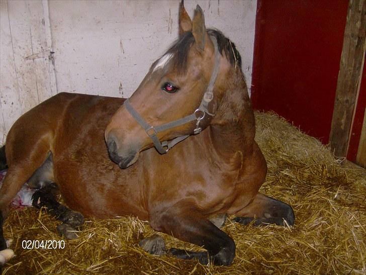 Dansk Varmblod Amanda - Efter veloverstået foling billede 1