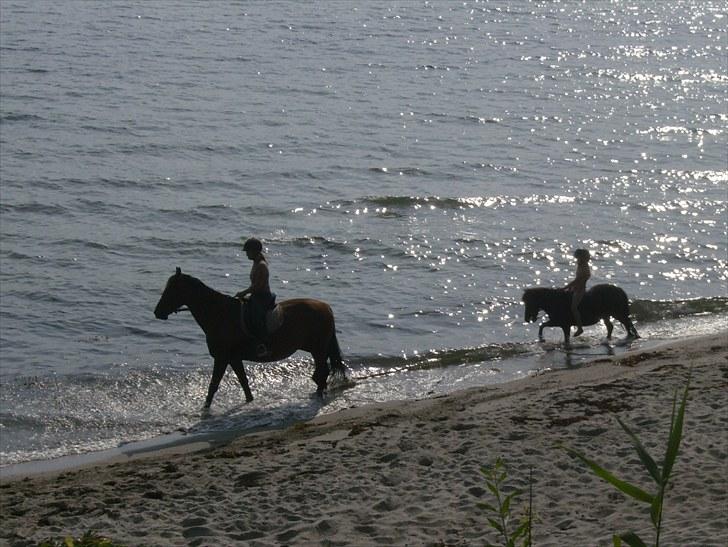 Dansk Varmblod Amanda - Strandtur billede 2