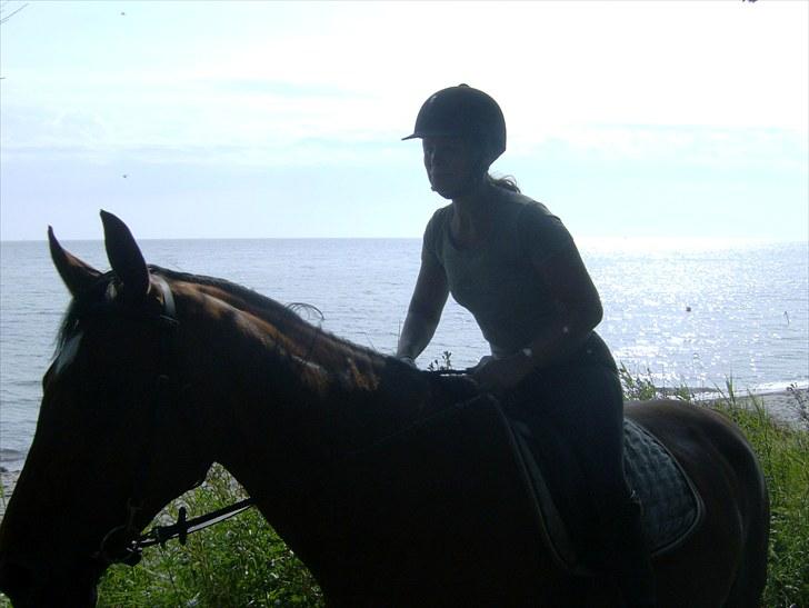 Dansk Varmblod Amanda - En tur til stranden billede 3